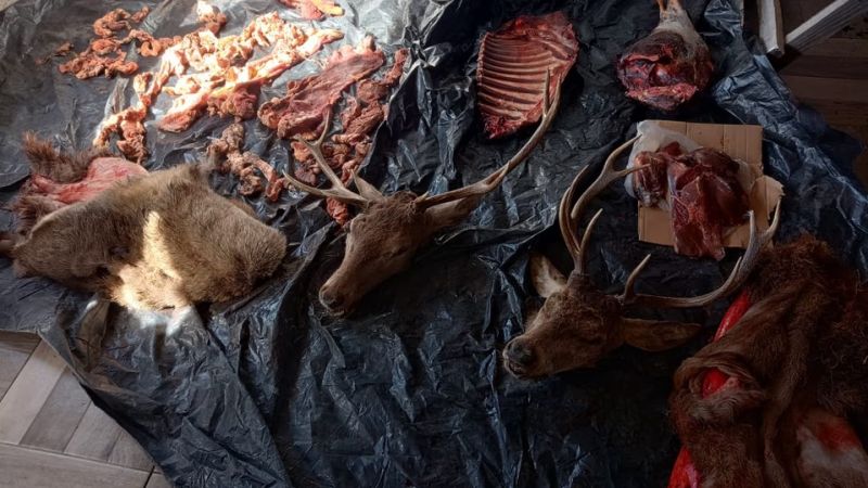 Faena clandestina y allanamiento relámpago en Cholila: robaron un animal en un campo, la policía los fichó de madrugada y cayó con armas y carne