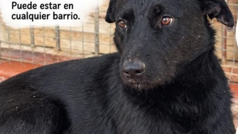 Buscan a Negrito, el perro que desapareció en Rada Tilly y fue visto en el barrio Pueyrredón