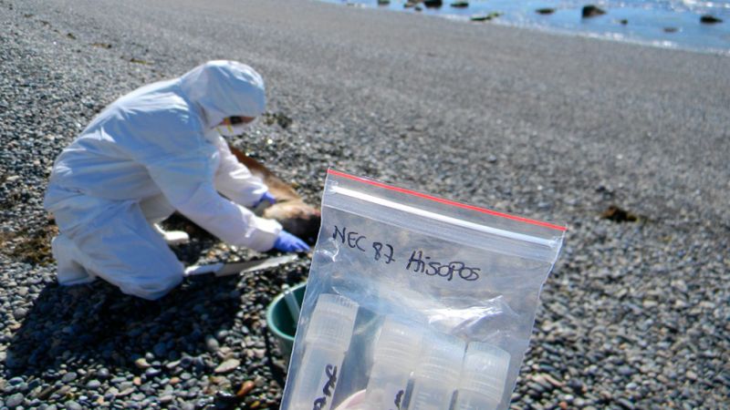 Revelan cómo el virus de la gripe aviar atacó el sistema nervioso y causó abortos en la fauna marina patagónica