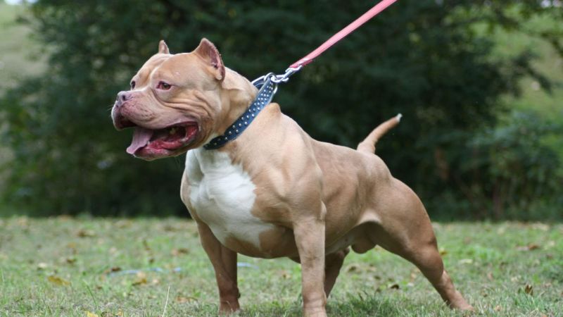 Un pitbull atacó y mató a un nene de cuatro años en Moreno: imputaron a su madrina