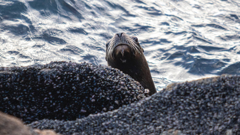 Estrellas de mar, limpieza de playa y avistaje de aves: la propuesta gratuita para este sábado en Comodoro