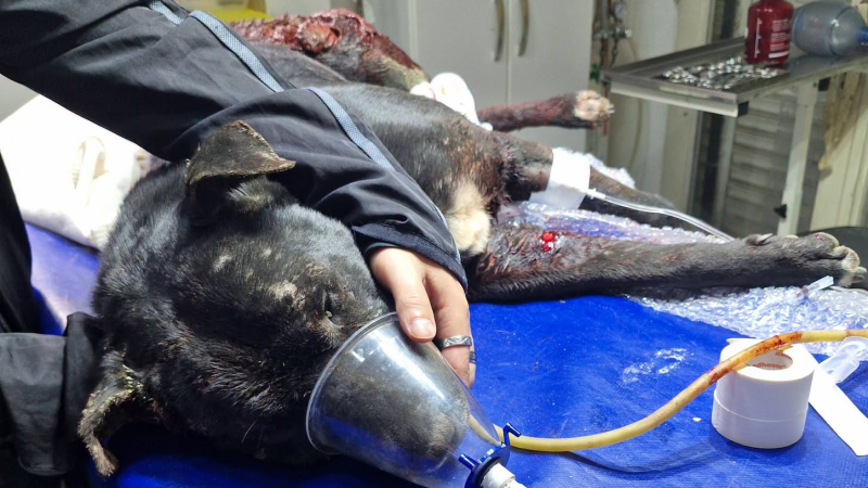 Detalles sobre el feroz ataque de dogos en Comodoro: "Lo comieron vivo"