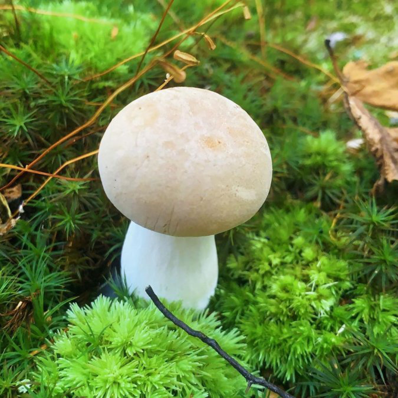 Calu Rivero aseguró que las plantas se comunican mediante ”internet de los hongos”