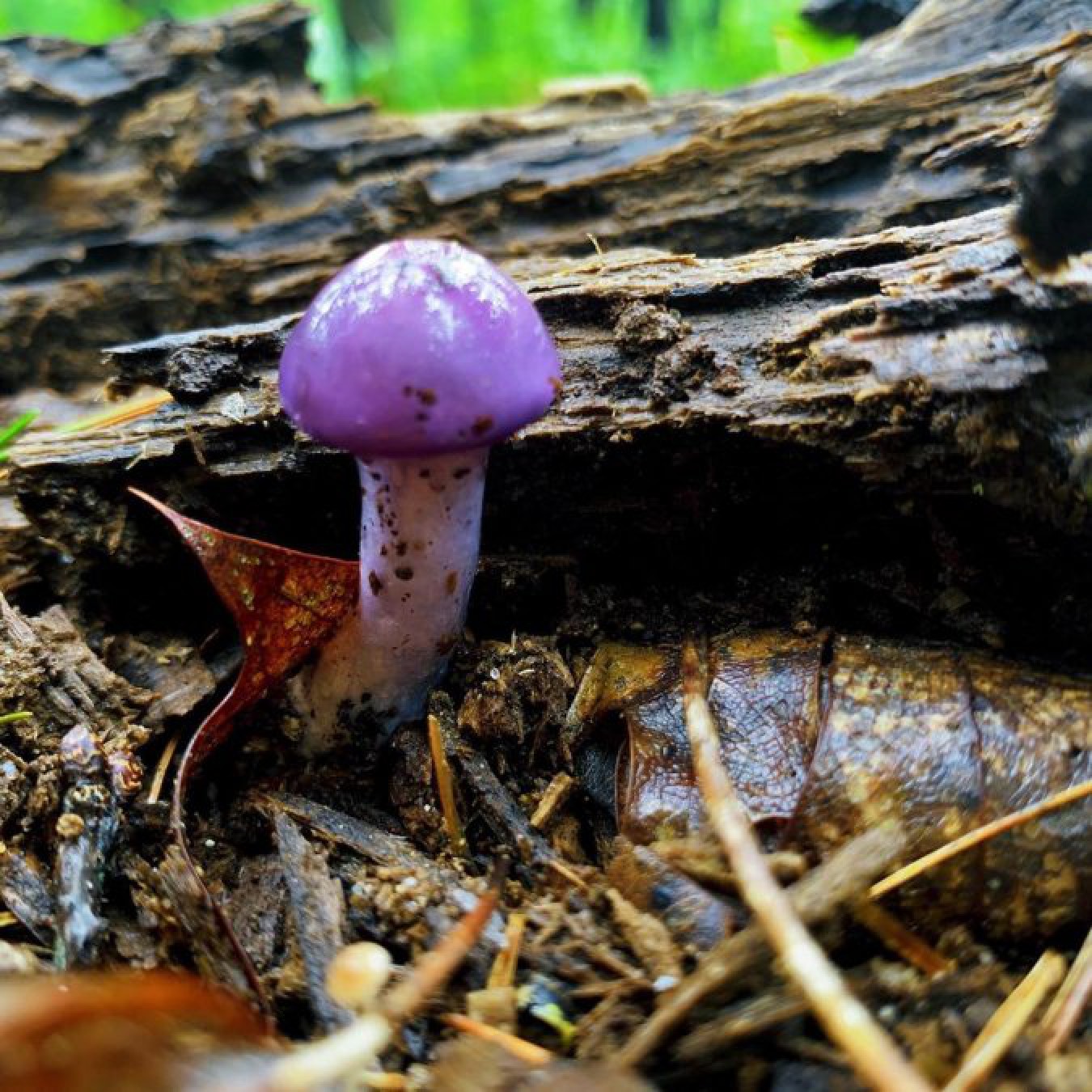 Calu Rivero aseguró que las plantas se comunican mediante ”internet de los hongos”
