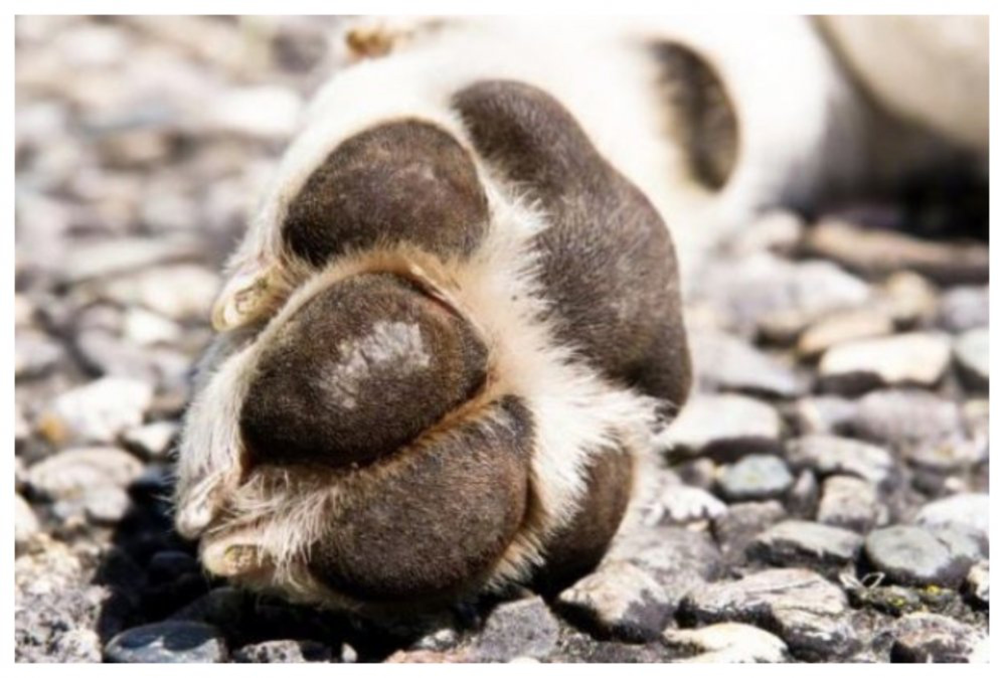 Dos perros mataron a su dueña de 55 años cuando les daba de comer